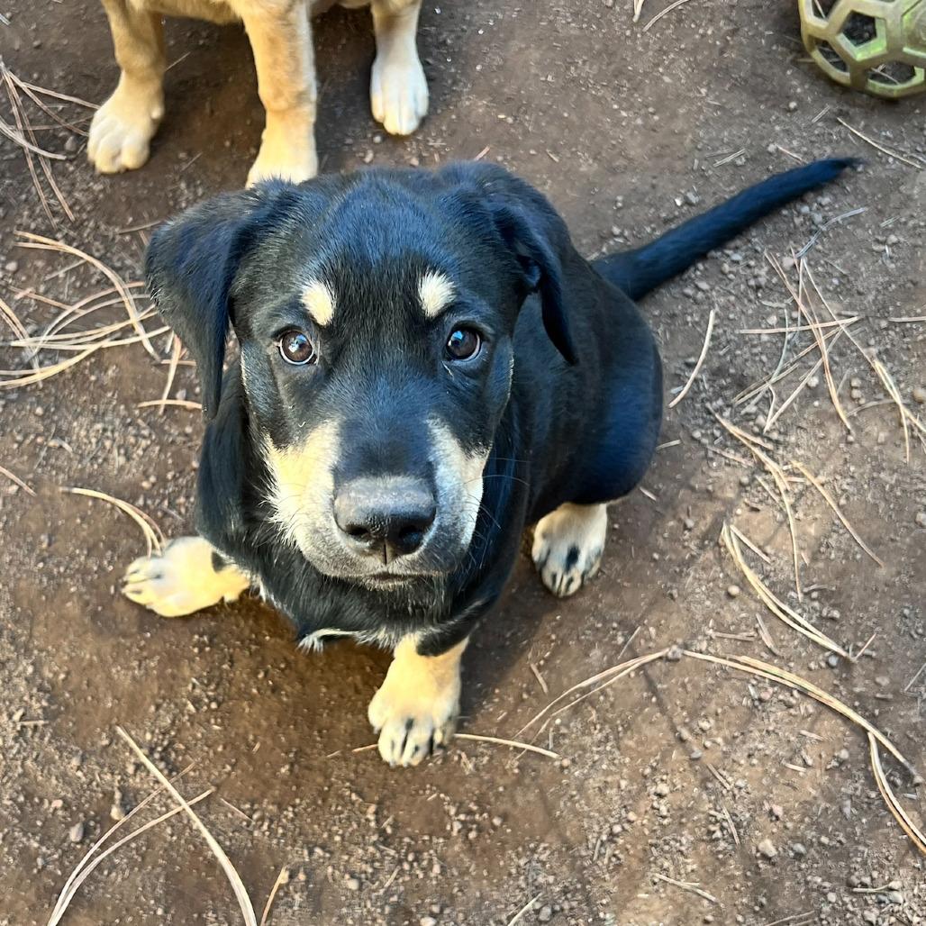 Mork (Tumbleweed #4), Adoptable, Young Male Shepherd.