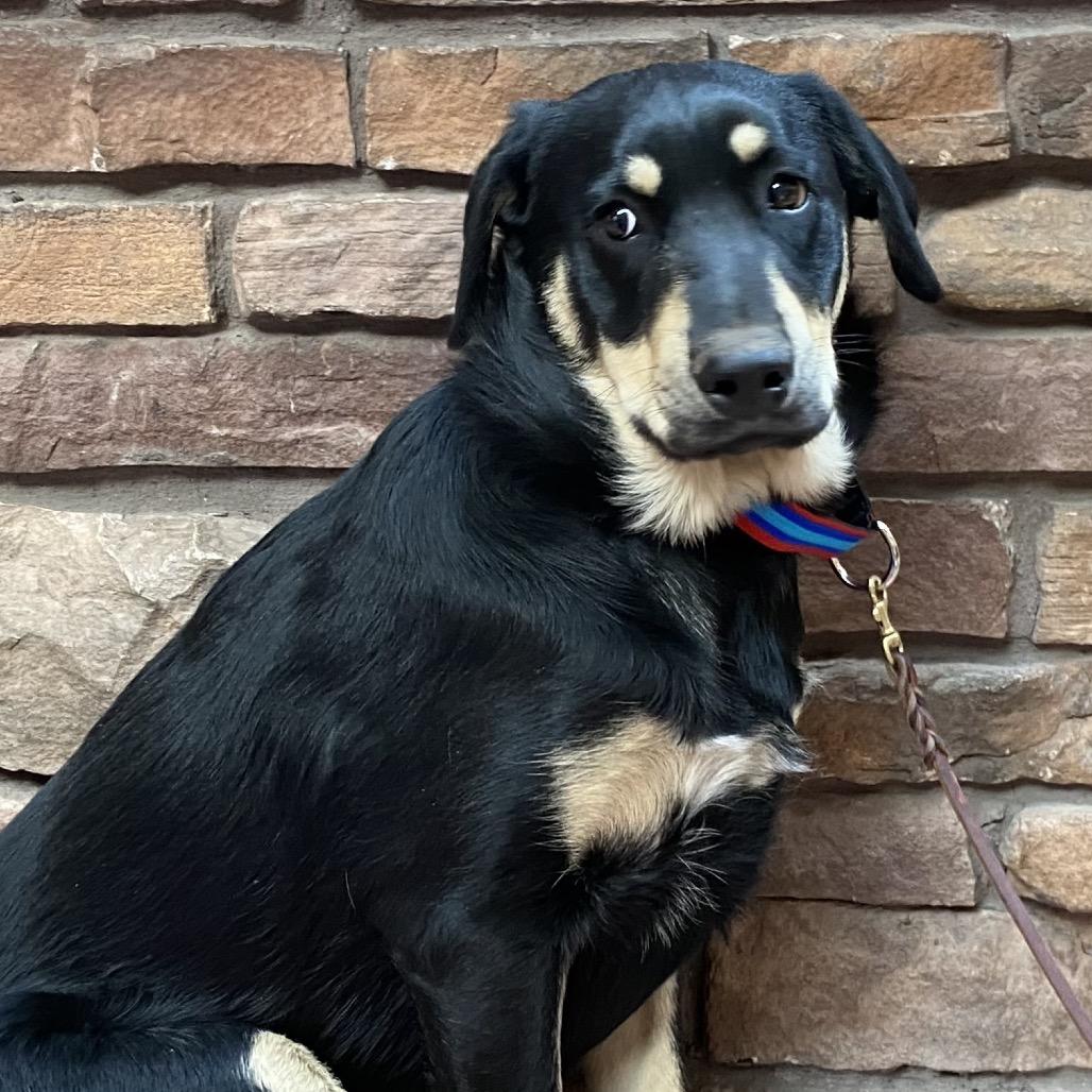 Mork (Tumbleweed #4), a Adoptable mixed breed in Tuba City, AZ image 2/6