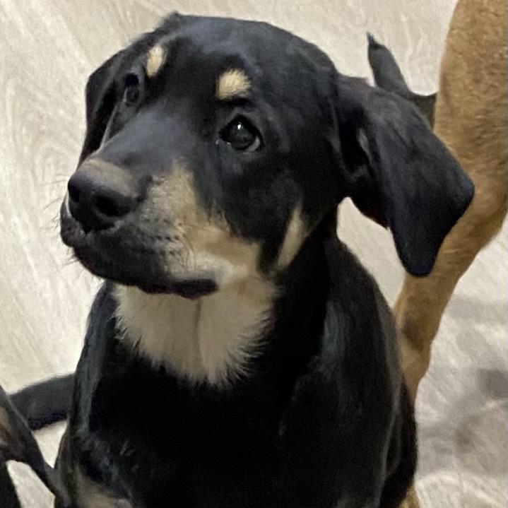 Mork (Tumbleweed #4), a Adoptable mixed breed in Tuba City, AZ image 2/6