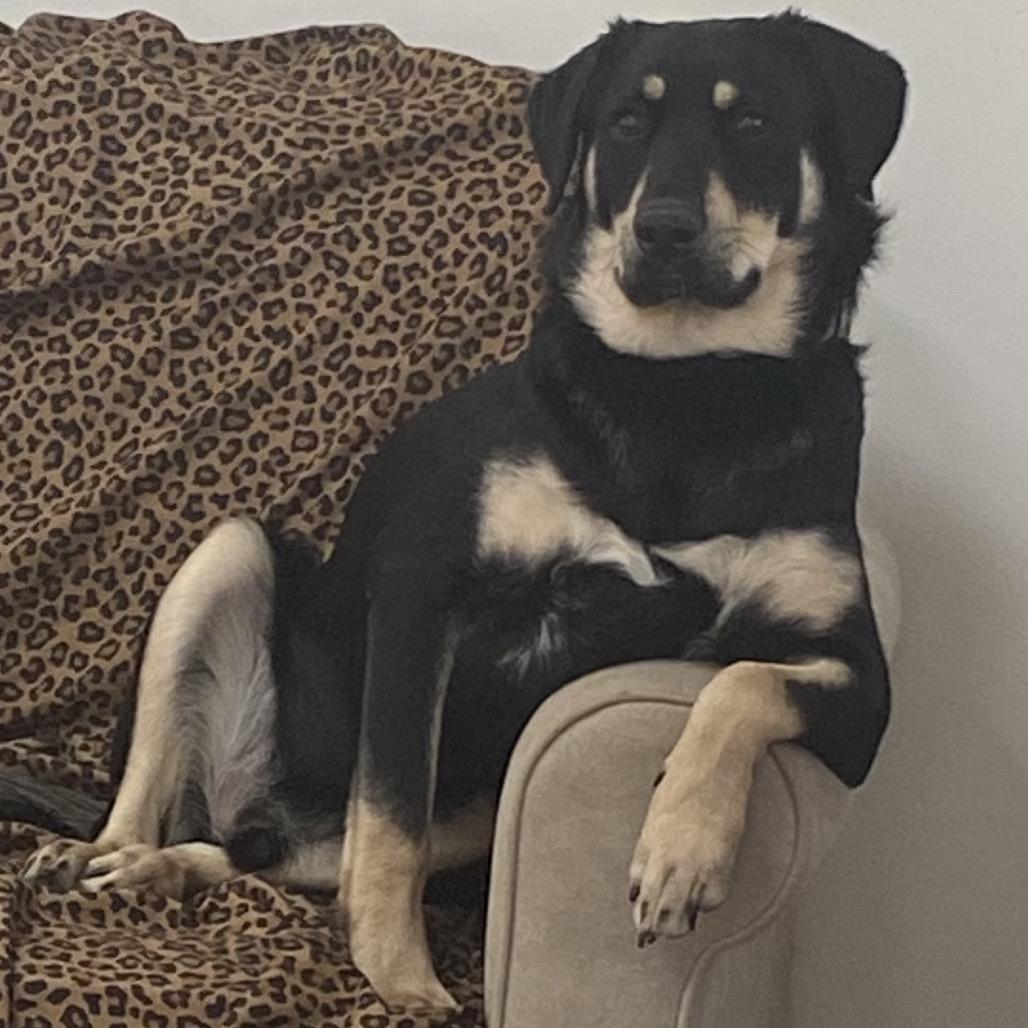 Mork (Tumbleweed #4), a Adoptable mixed breed in Tuba City, AZ image 3/6