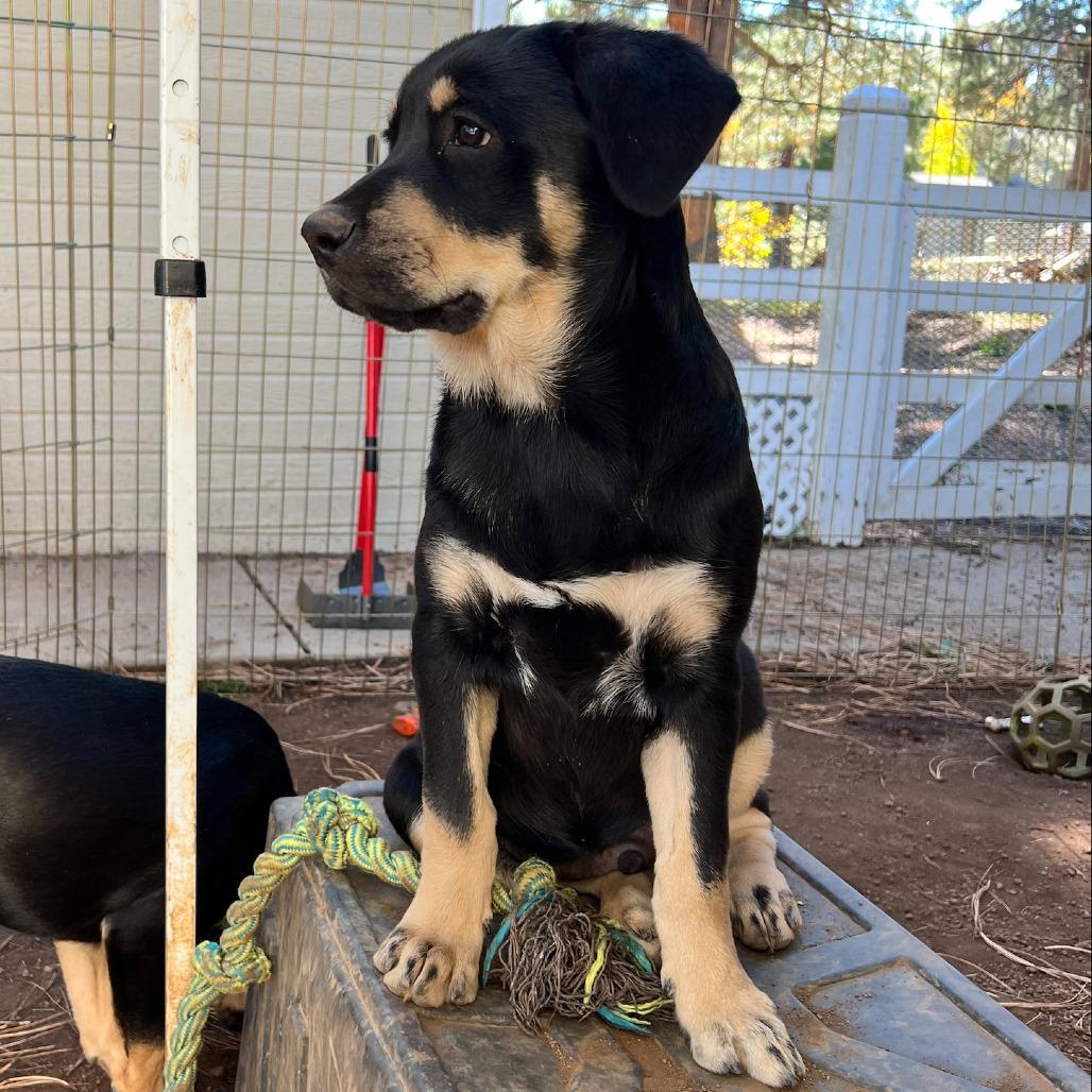 Mork (Tumbleweed #4), a Adoptable mixed breed in Tuba City, AZ image 3/6