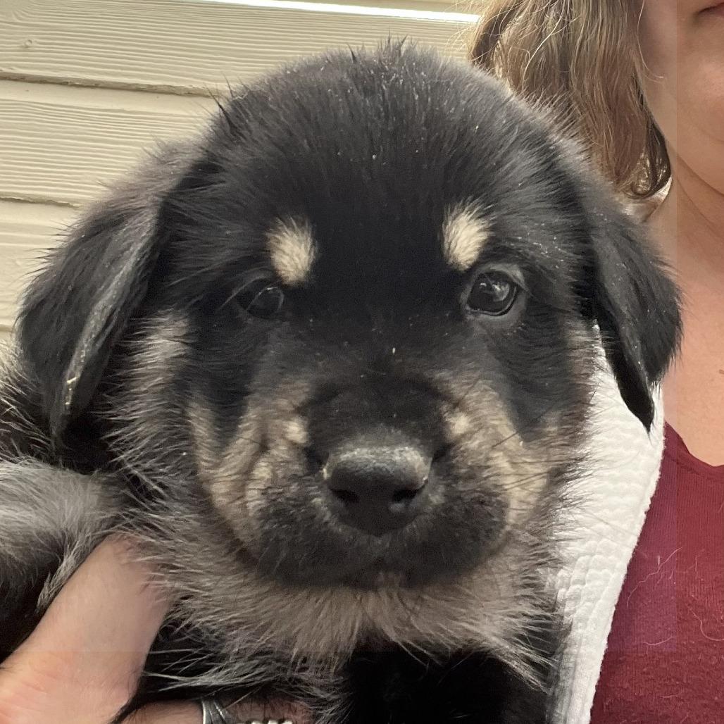 Mork (Tumbleweed #4), a Adoptable mixed breed in Tuba City, AZ image 4/6