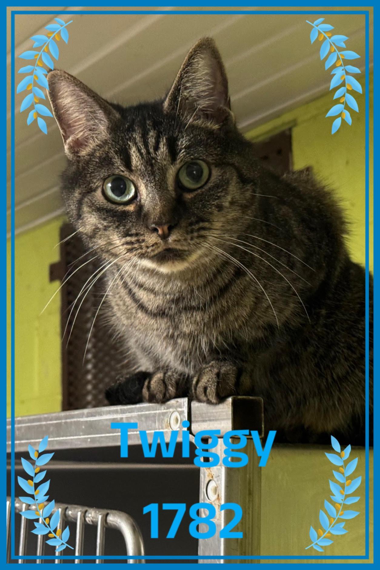 Enlarge Twiggy, a Adoptable American Shorthair in New Martinsville, WV image 1/2