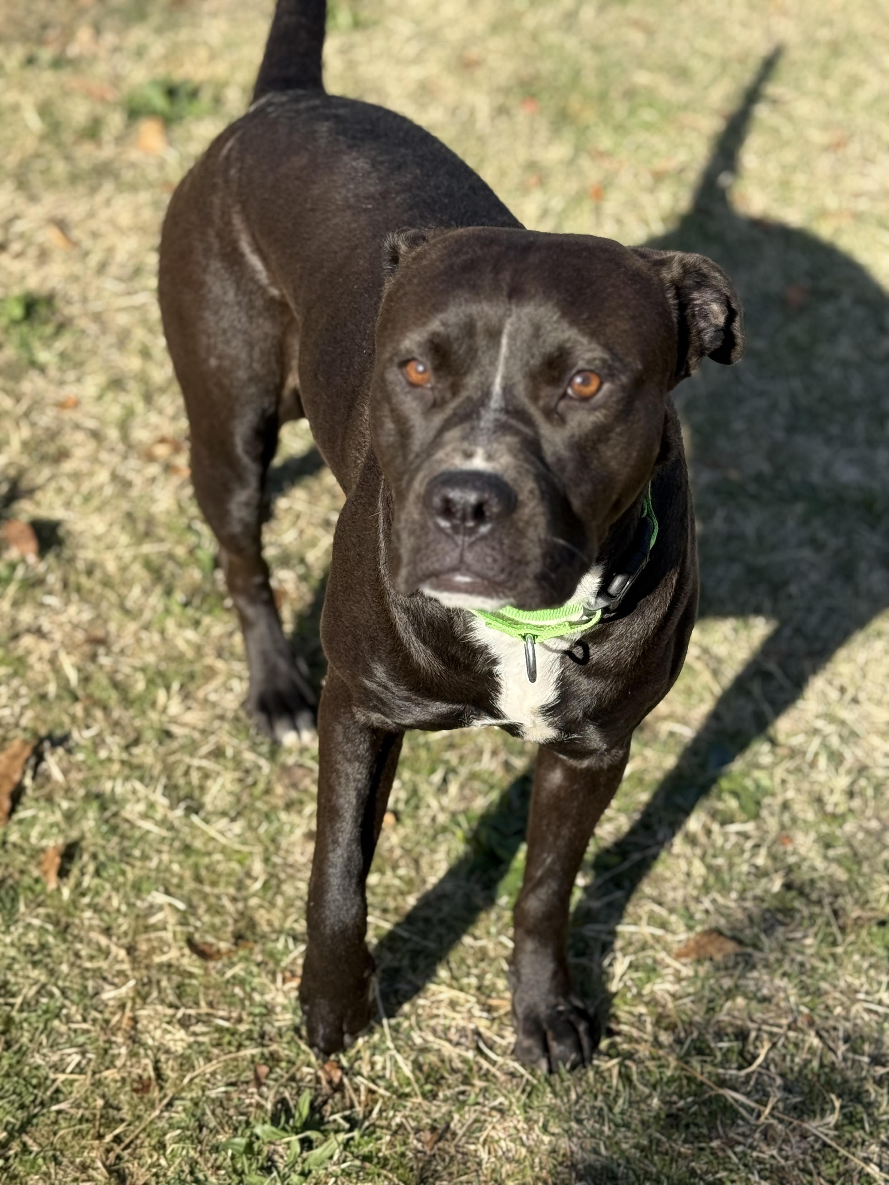 Enlarge Nyx, a Adoptable Pit Bull Terrier in Rough And Ready, CA image 2/6