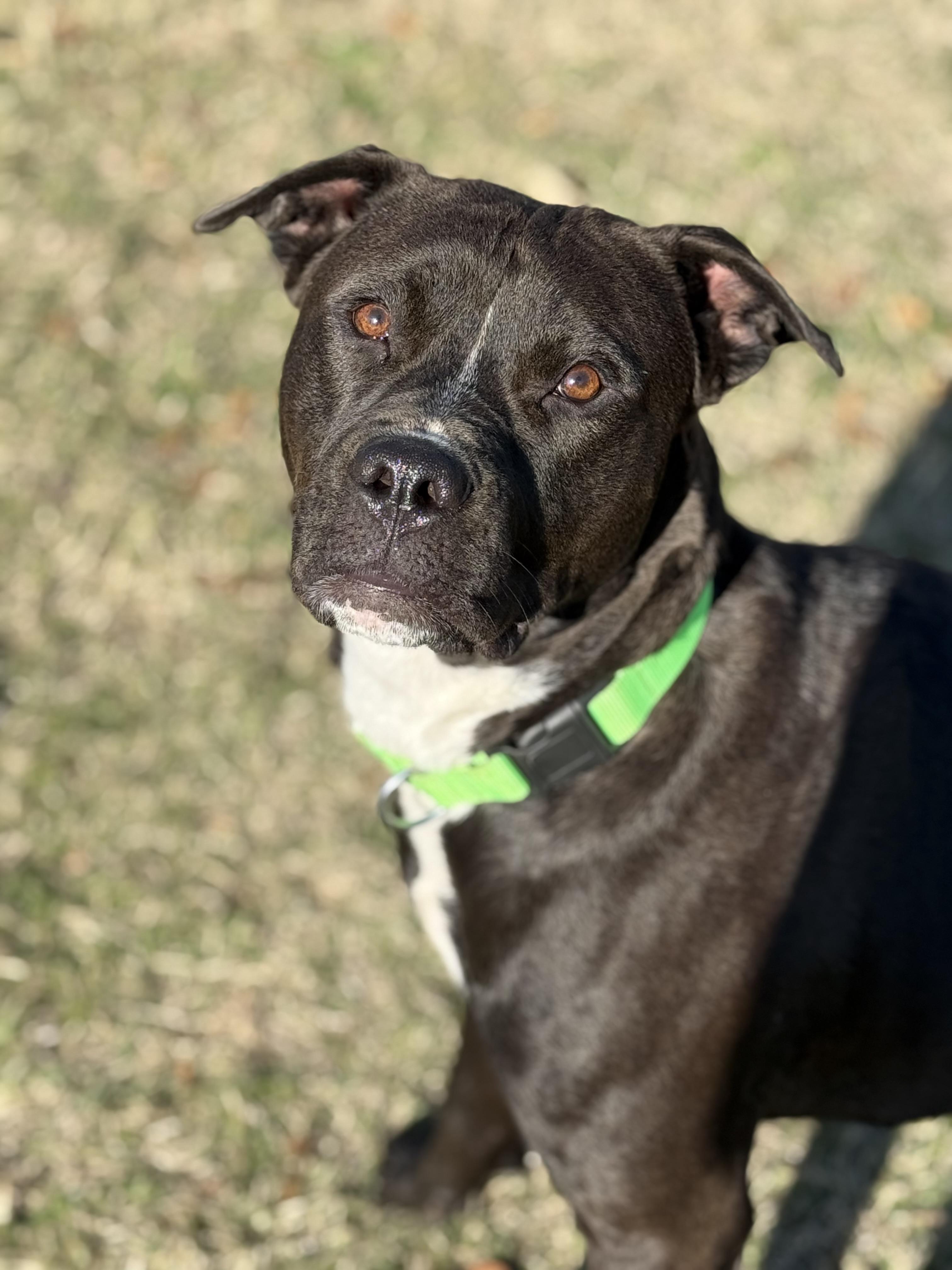 Enlarge Nyx, a Adoptable Pit Bull Terrier in Rough And Ready, CA image 4/6