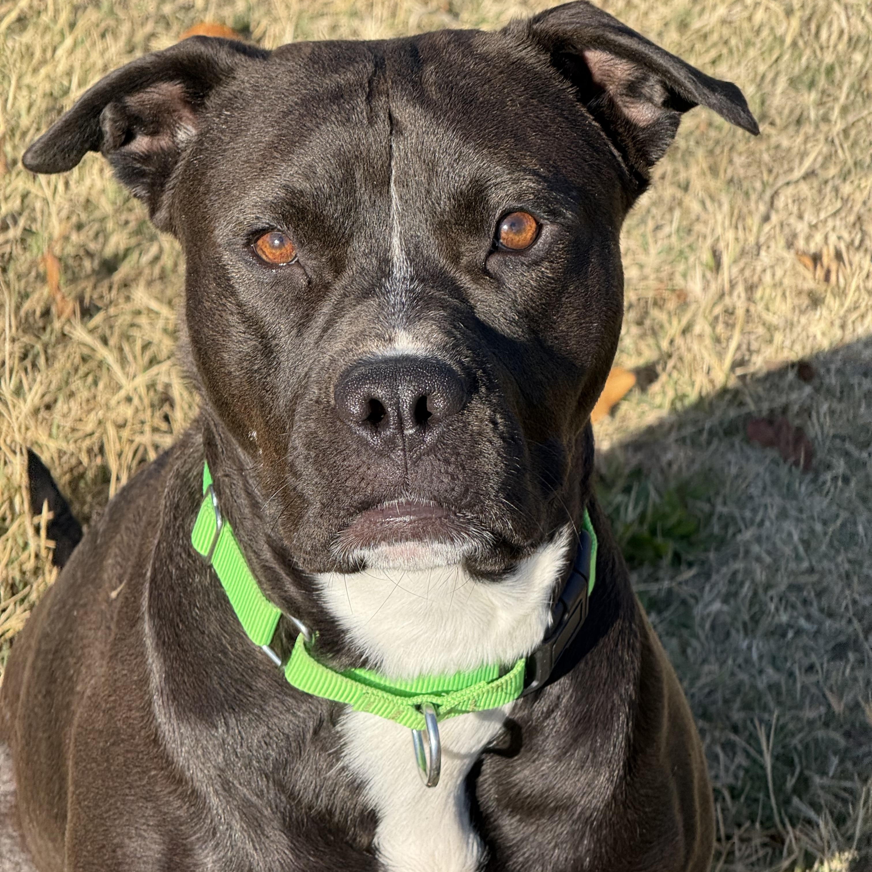 Nyx, Adoptable, Adult Female Pit Bull Terrier.