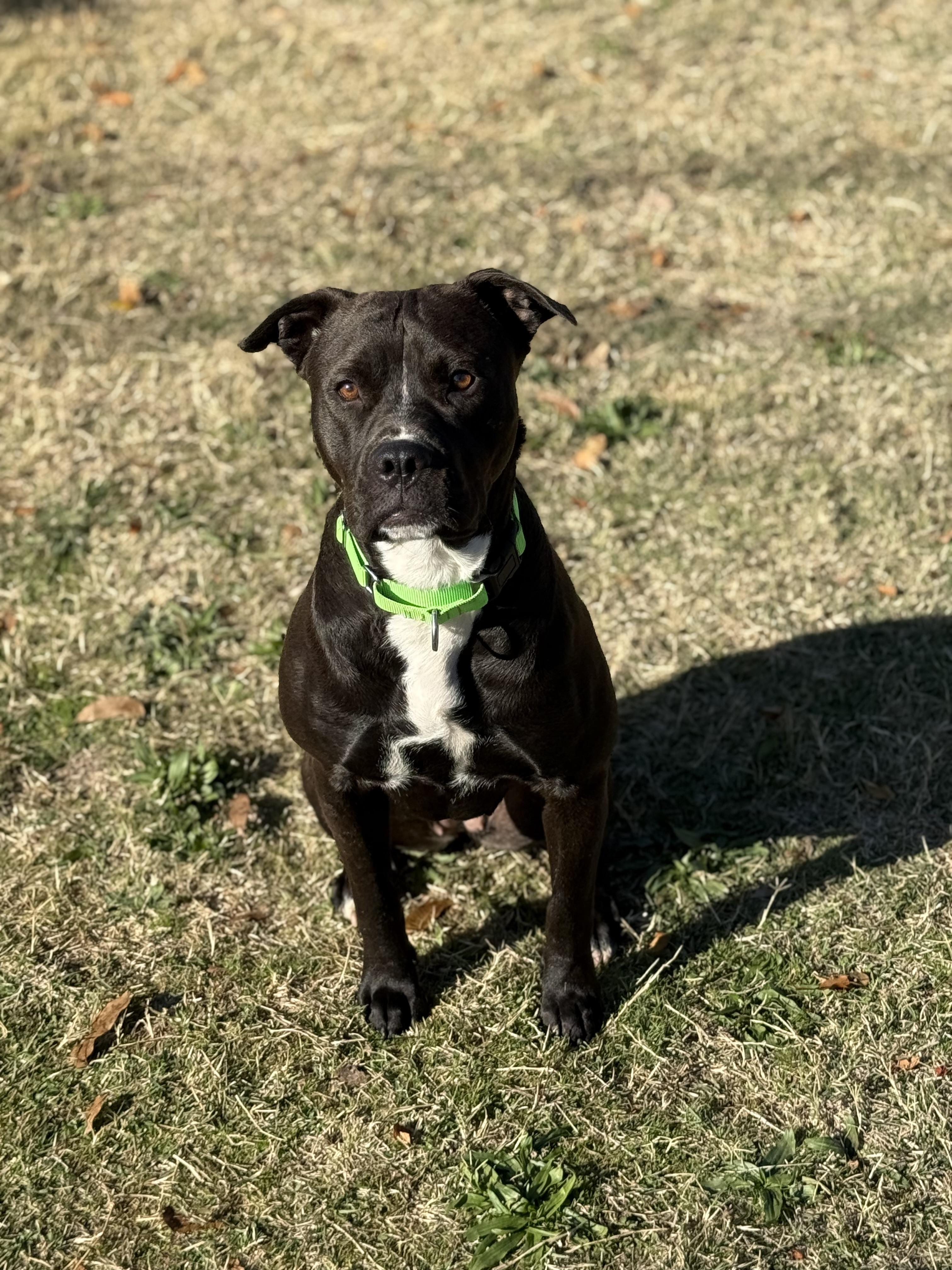 Enlarge Nyx, a Adoptable Pit Bull Terrier in Rough And Ready, CA image 6/6