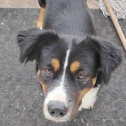 Bailey (20260211-06), adopted, Adult Female Shepherd.