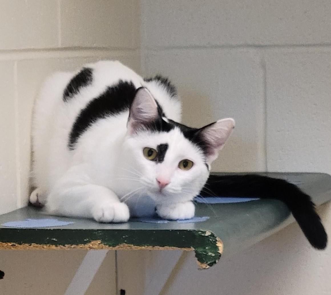 Neutron, Adoptable, Young Female Domestic Short Hair.