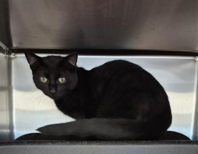 BIXBY, Adoptable, Young Male Domestic Short Hair.