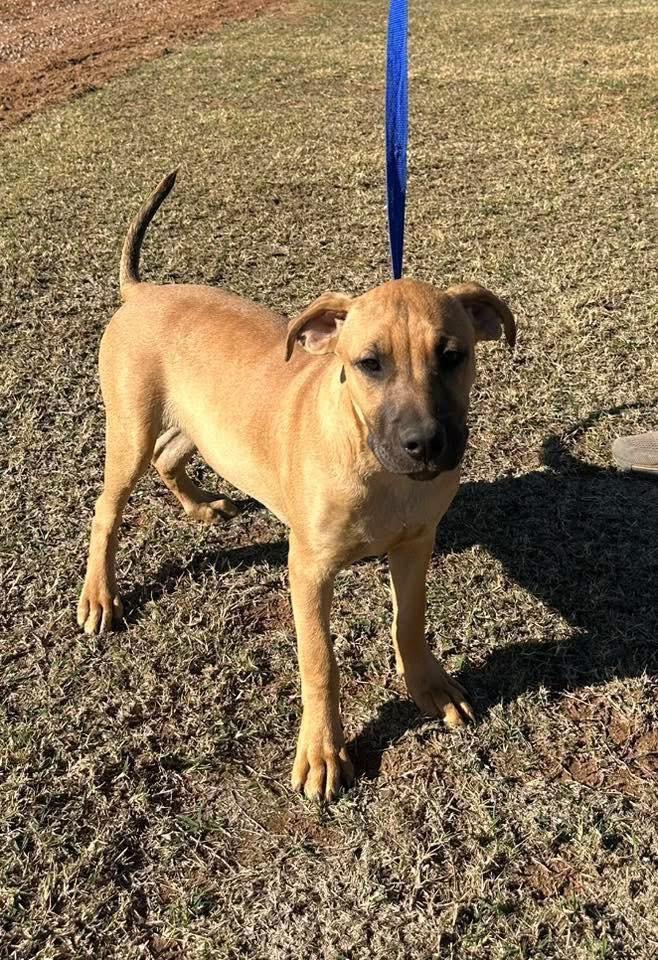 Enlarge Axle, a Adoptable mixed breed in North Syracuse, NY image 1/1