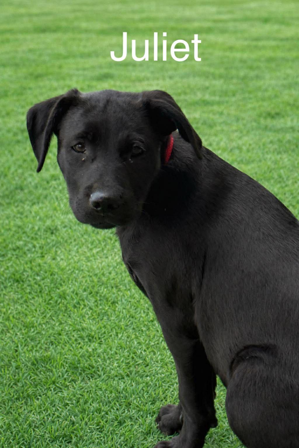 Enlarge Juliet, a ADOPTABLE Black Labrador Retriever in Columbia, MD image 1/1