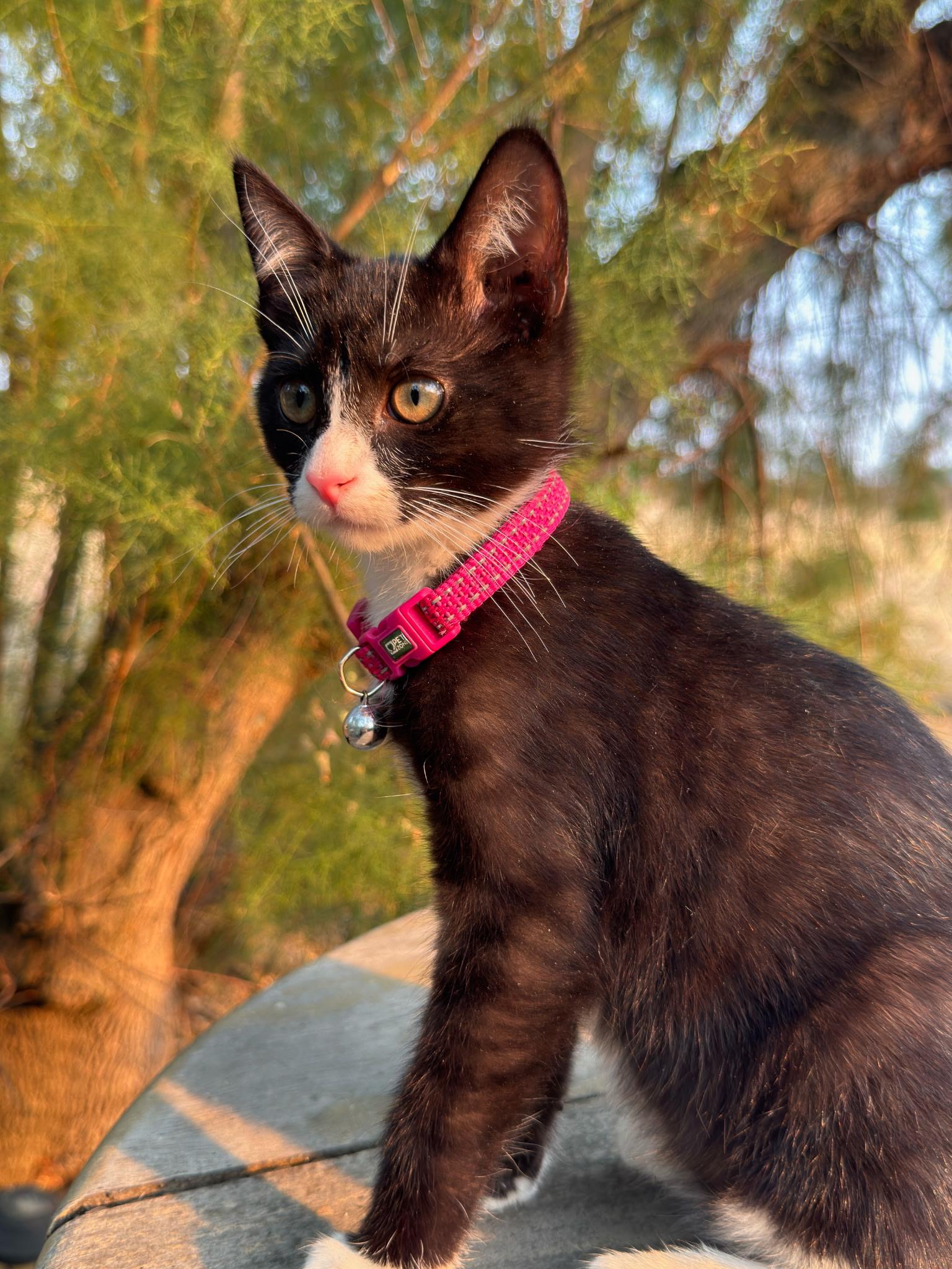 Kira, a ADOPTABLE Tuxedo in Pasco, WA image 3/6