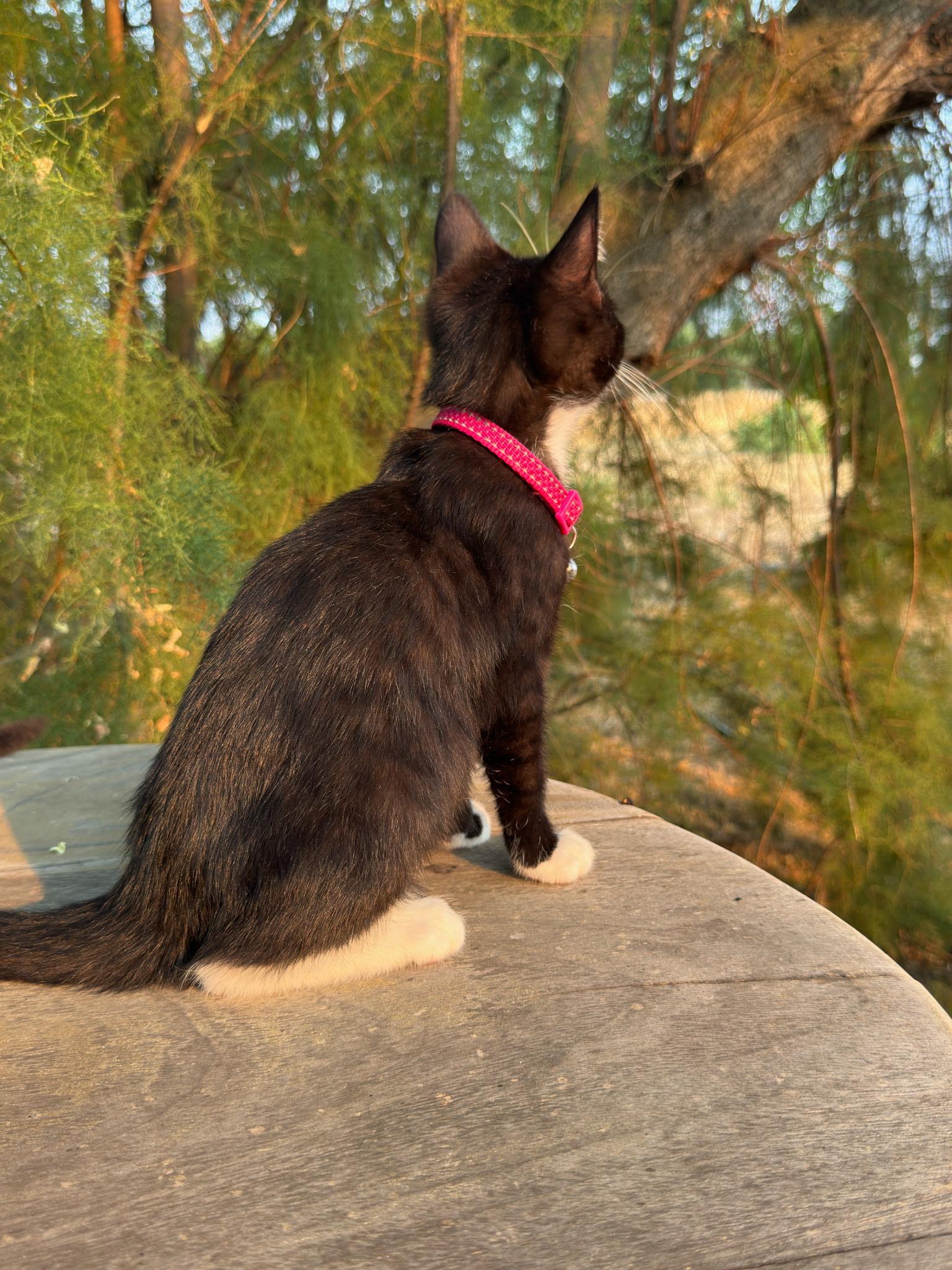 Kira, a ADOPTABLE Tuxedo in Pasco, WA image 4/6