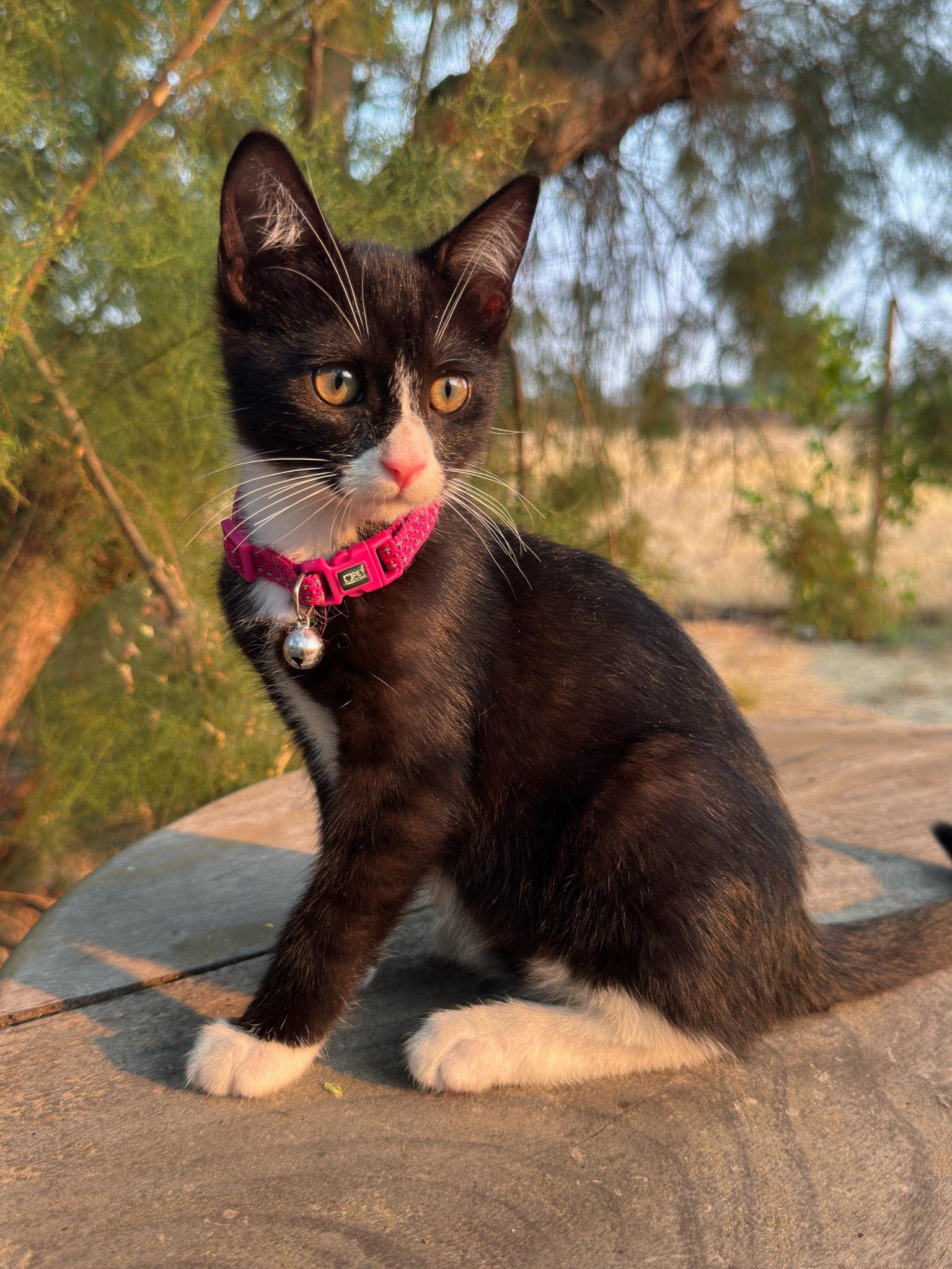 Kira, a ADOPTABLE Tuxedo in Pasco, WA image 6/6