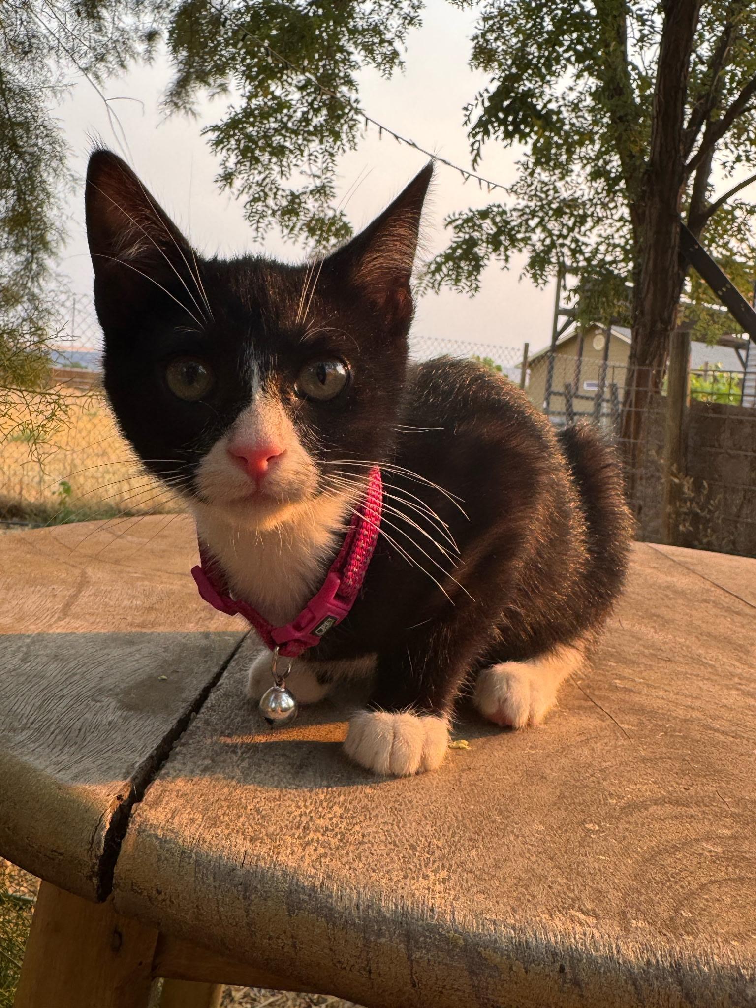 Kira, a ADOPTABLE Tuxedo in Pasco, WA image 5/6