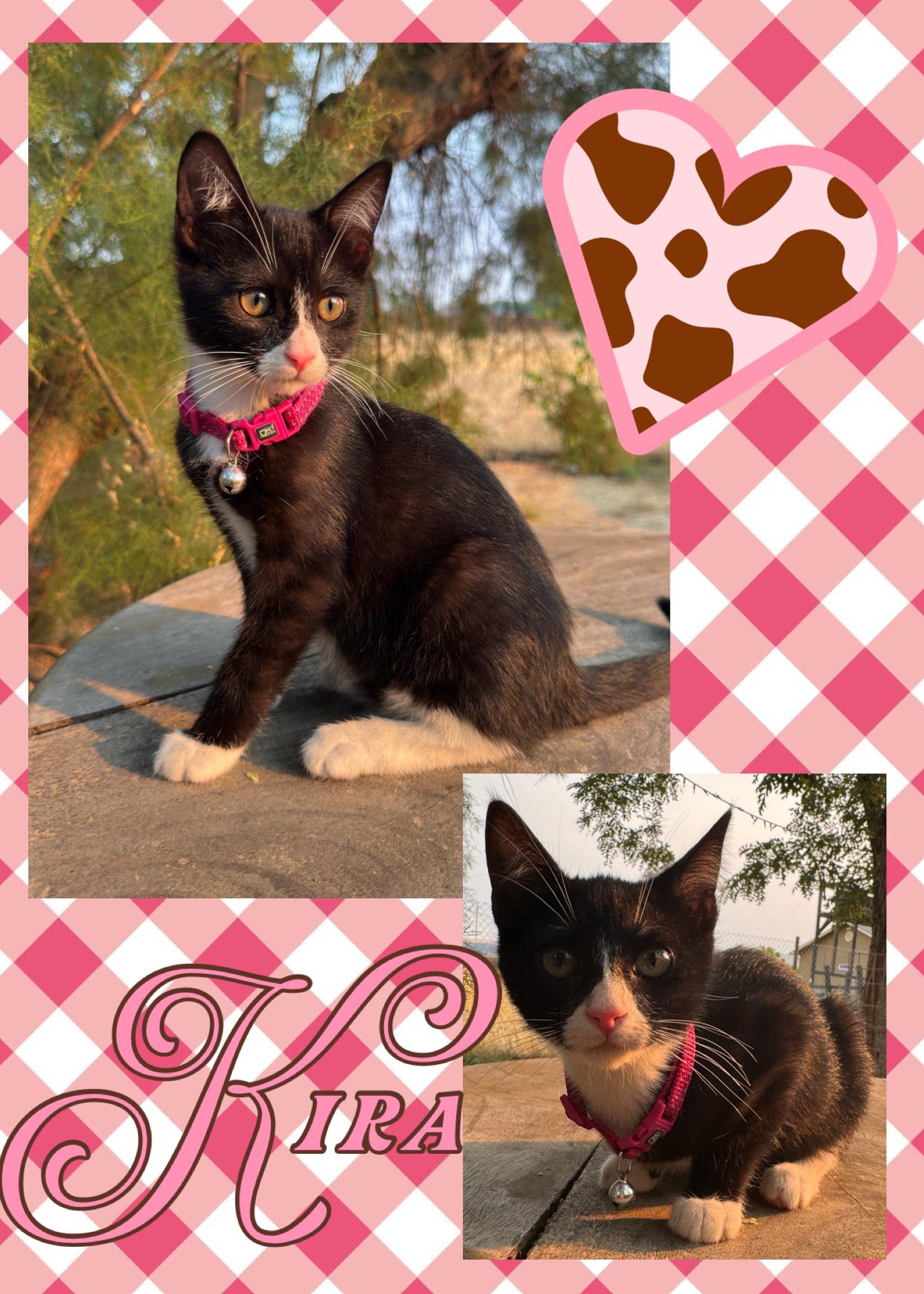 Kira, ADOPTABLE, Kitten Female Tuxedo.