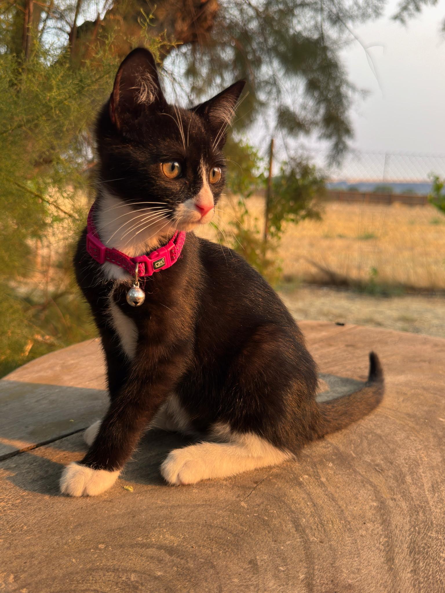 Kira, a ADOPTABLE Tuxedo in Pasco, WA image 2/6