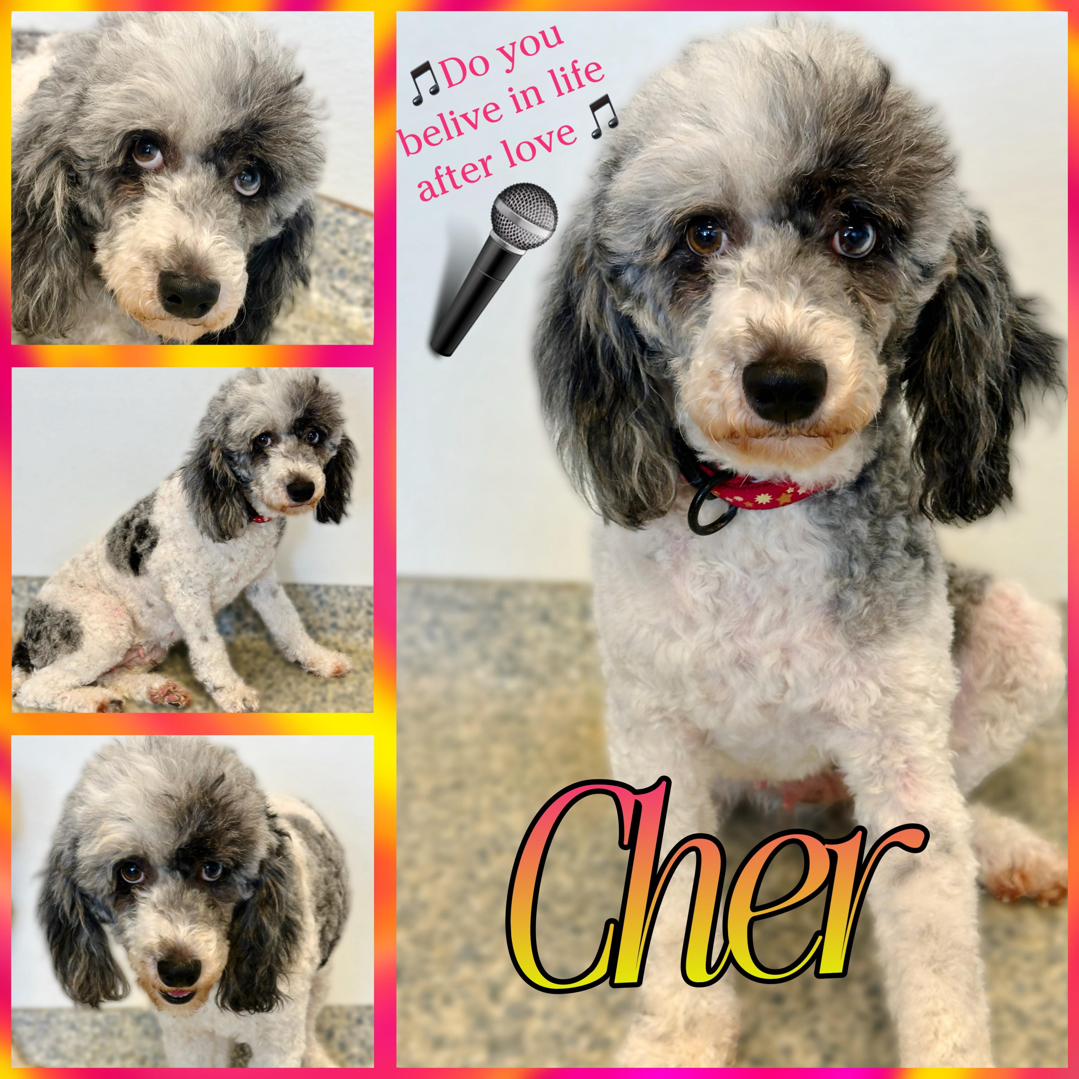 Cher