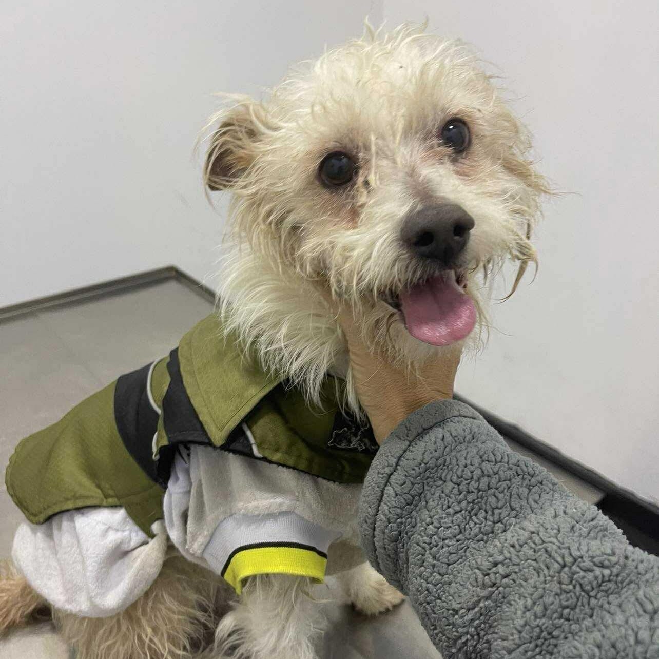 Enlarge Rufus, an adopted mixed breed in San Diego, CA image 4/4