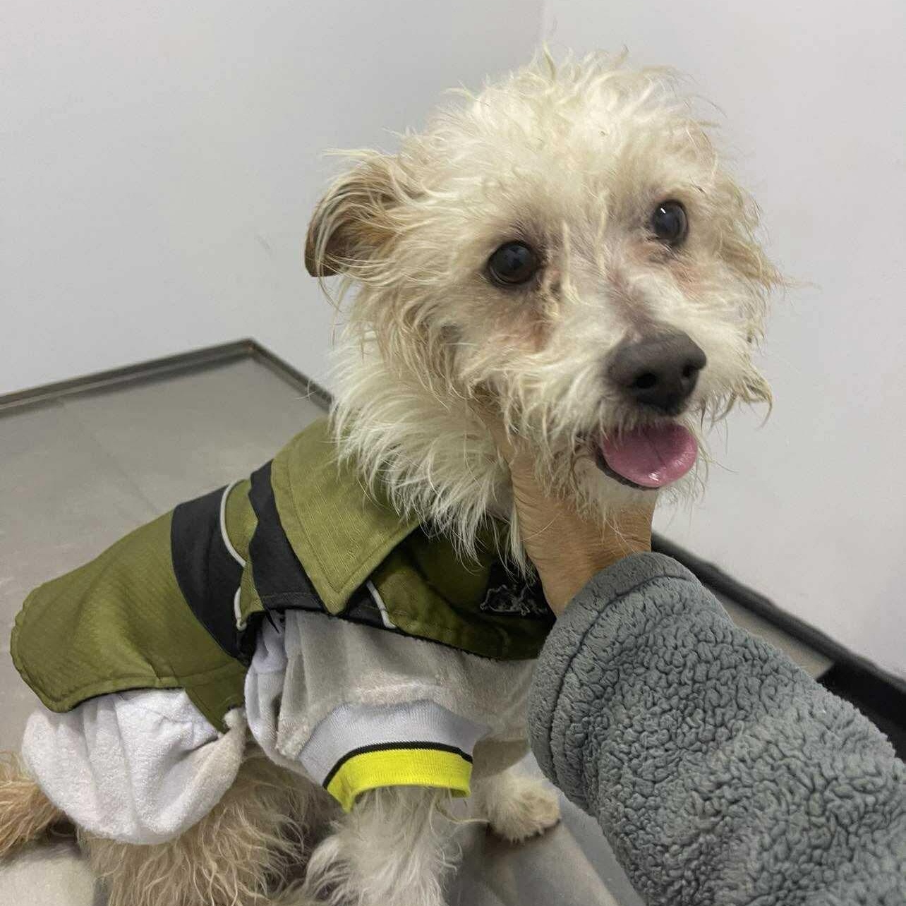 Enlarge Rufus, an adopted mixed breed in San Diego, CA image 2/4