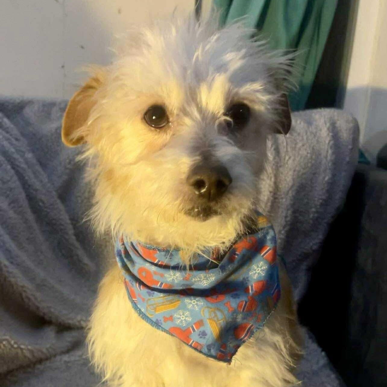 Enlarge Rufus, an adopted mixed breed in San Diego, CA image 1/4