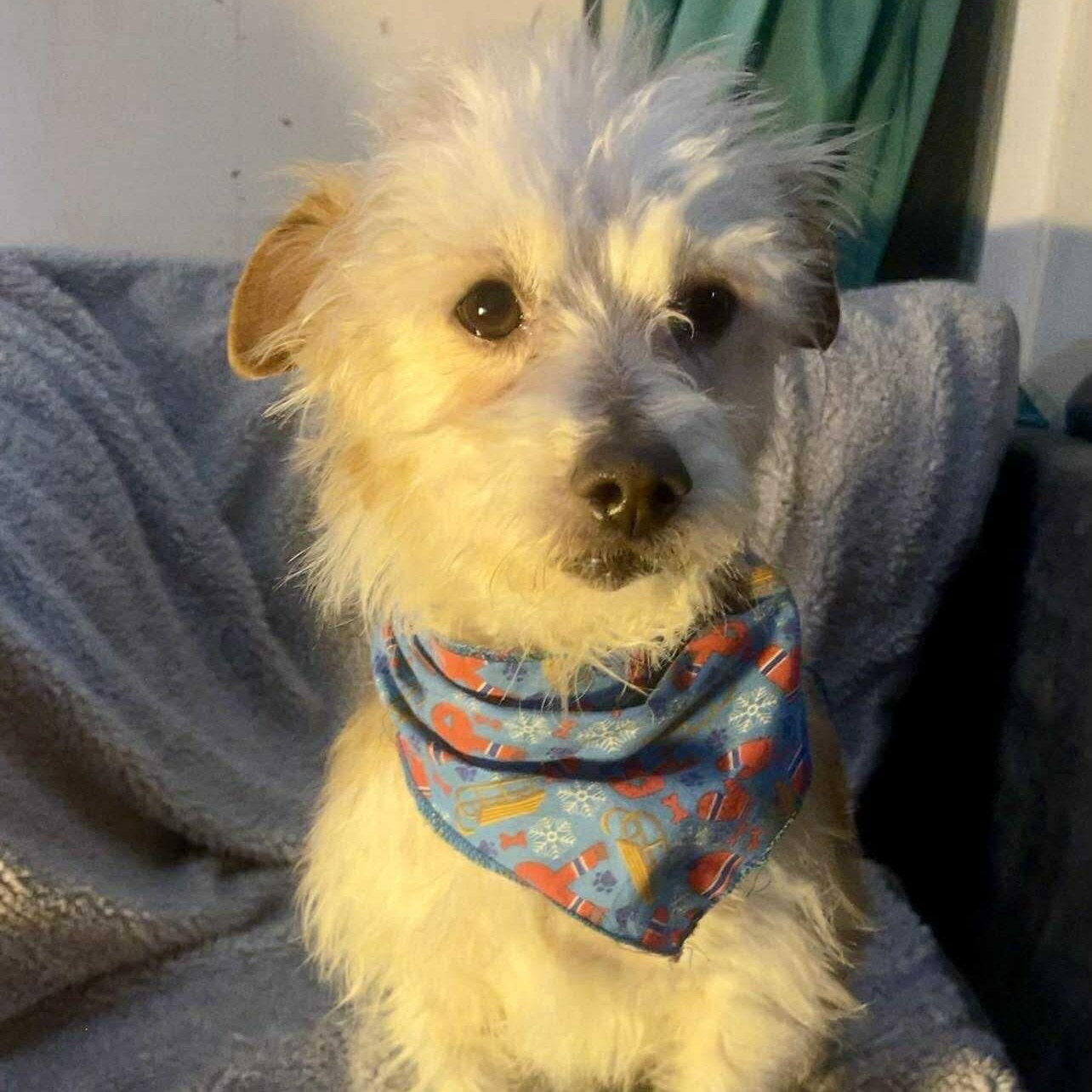 Enlarge Rufus, an adopted mixed breed in San Diego, CA image 3/4