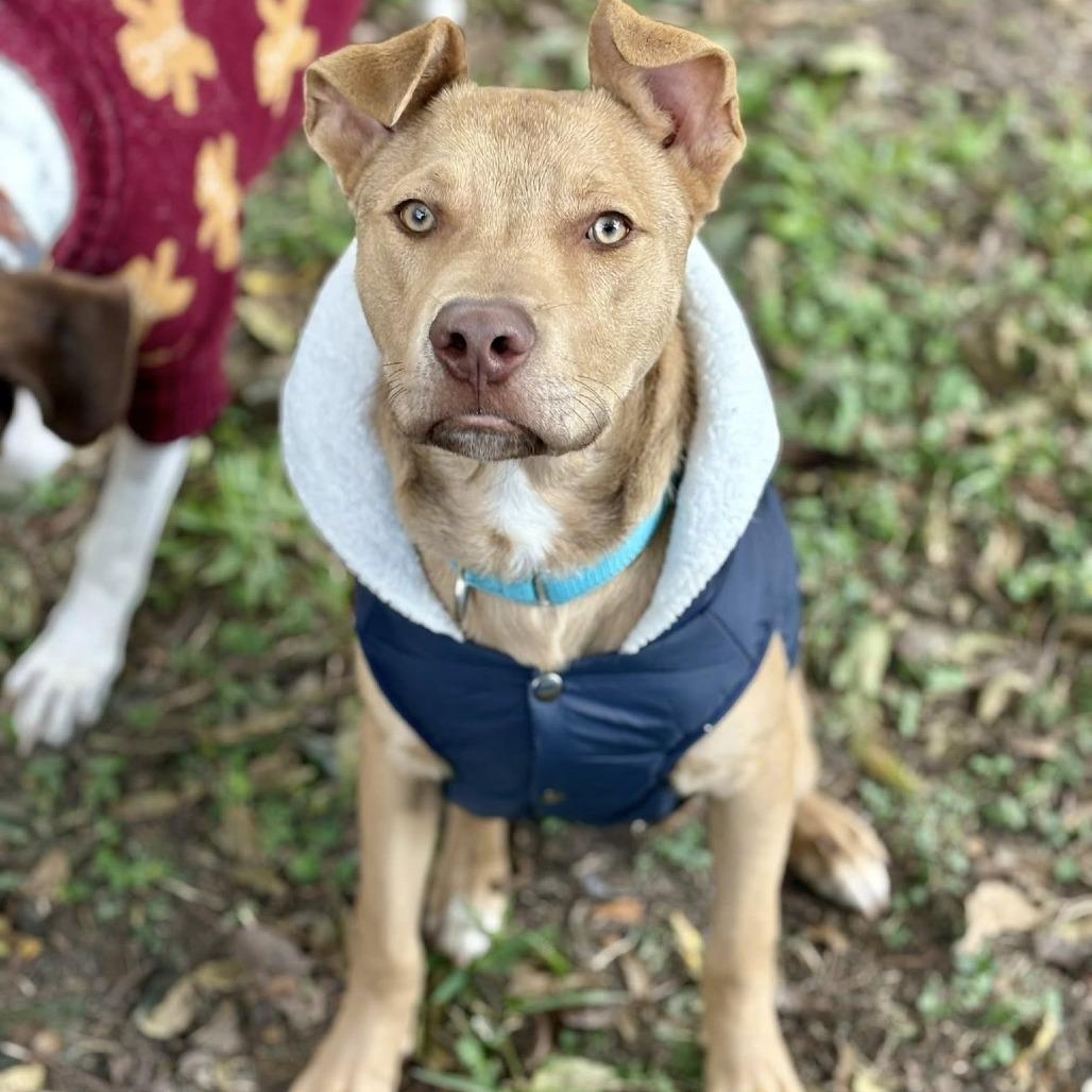 Pedro, Adoptable, Young Male American Staffordshire Terrier.