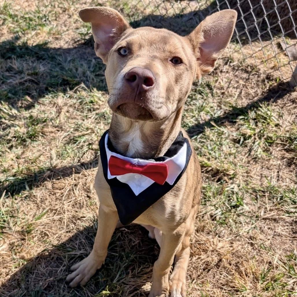Pedro, Adoptable, Young Male American Staffordshire Terrier.