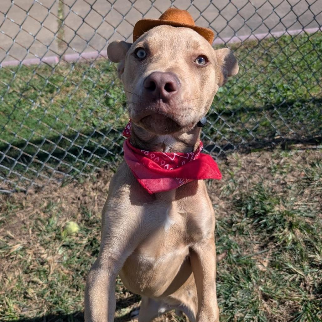 Enlarge Pedro, a Adoptable American Staffordshire Terrier in Pittsburgh, PA image 3/6