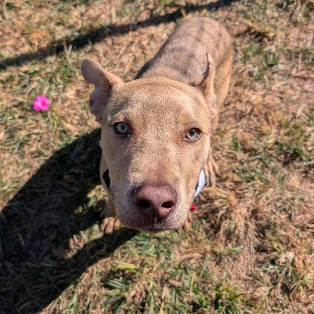 Enlarge Pedro, a Adoptable American Staffordshire Terrier in Pittsburgh, PA image 5/6