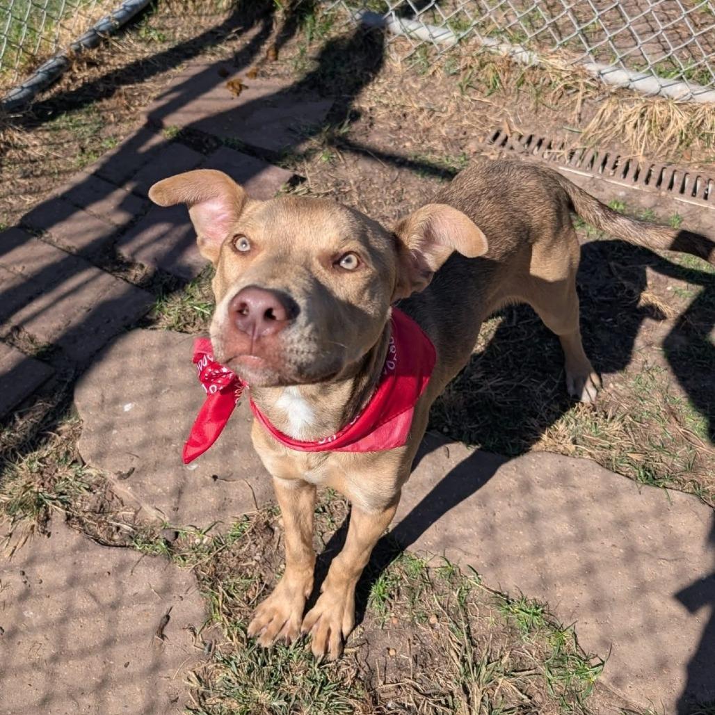 Pedro, Adoptable, Young Male American Staffordshire Terrier.