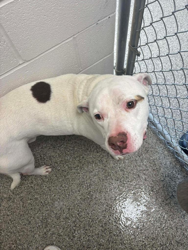 Betelgeuse, Adoptable, Young Male Terrier.