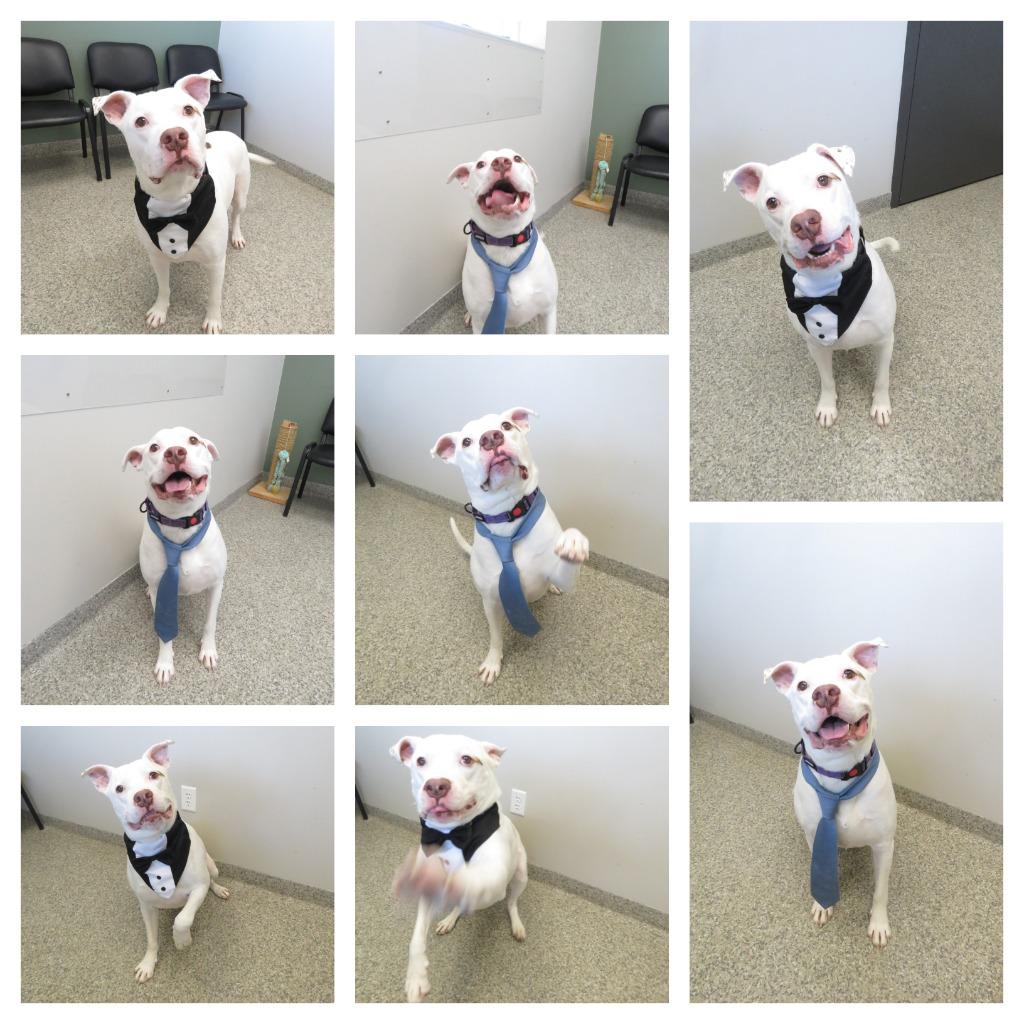 Enlarge Betelgeuse, a Adoptable Terrier in Van Wert, OH image 1/6