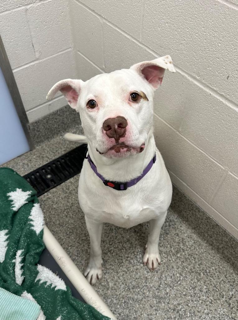 Enlarge Betelgeuse, a Adoptable Terrier in Van Wert, OH image 3/6