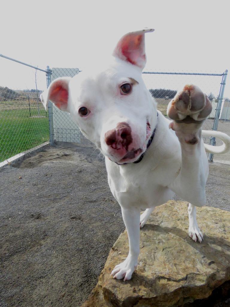 Enlarge Betelgeuse, a Adoptable Terrier in Van Wert, OH image 4/6