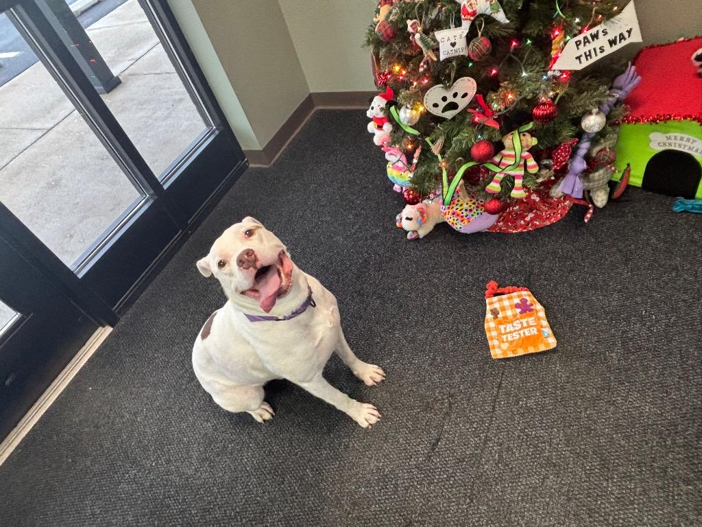 Enlarge Betelgeuse, a Adoptable Terrier in Van Wert, OH image 6/6