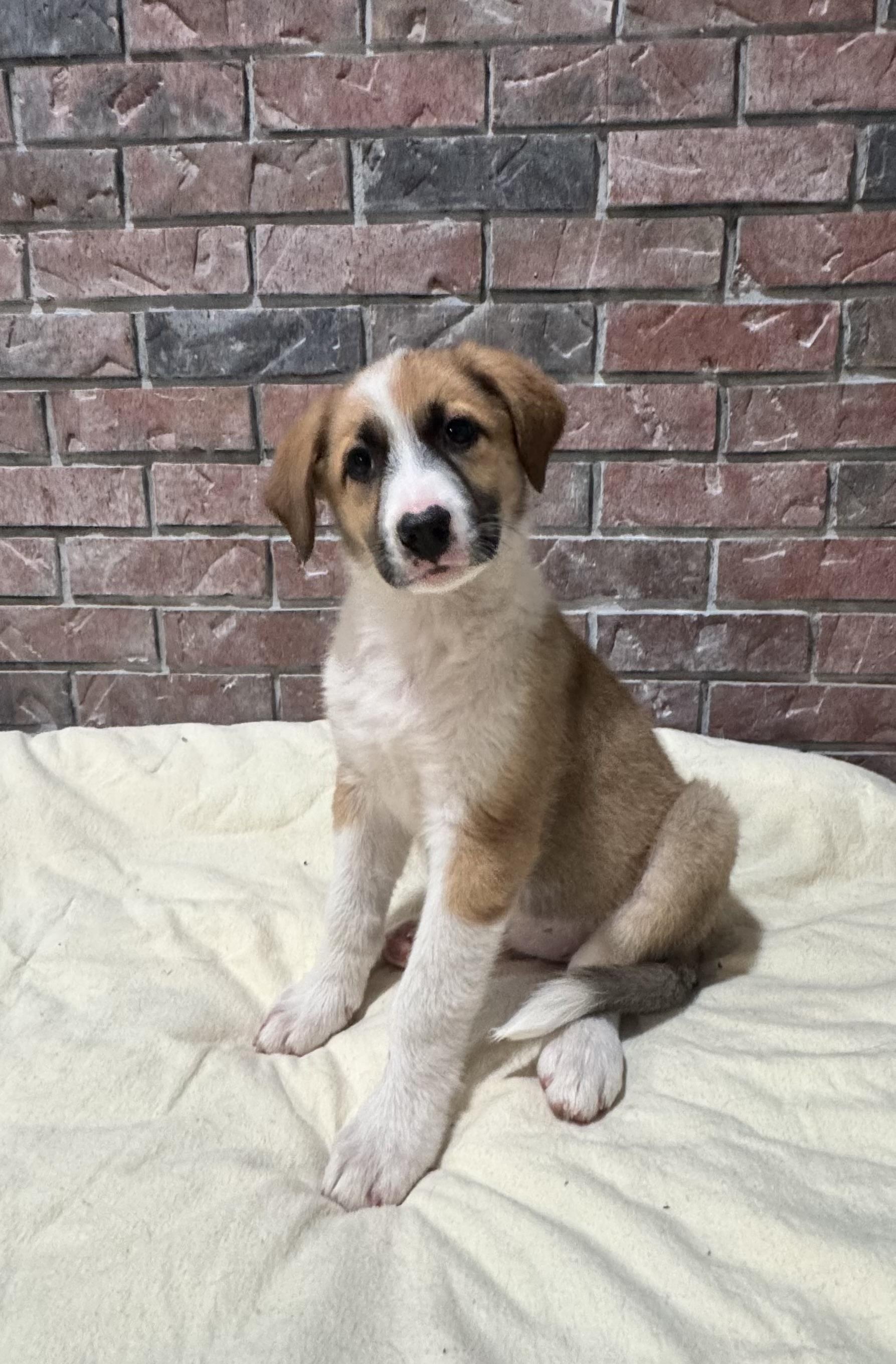 Enlarge Sofia, a Adoptable mixed breed in High Ridge, MO image 2/2