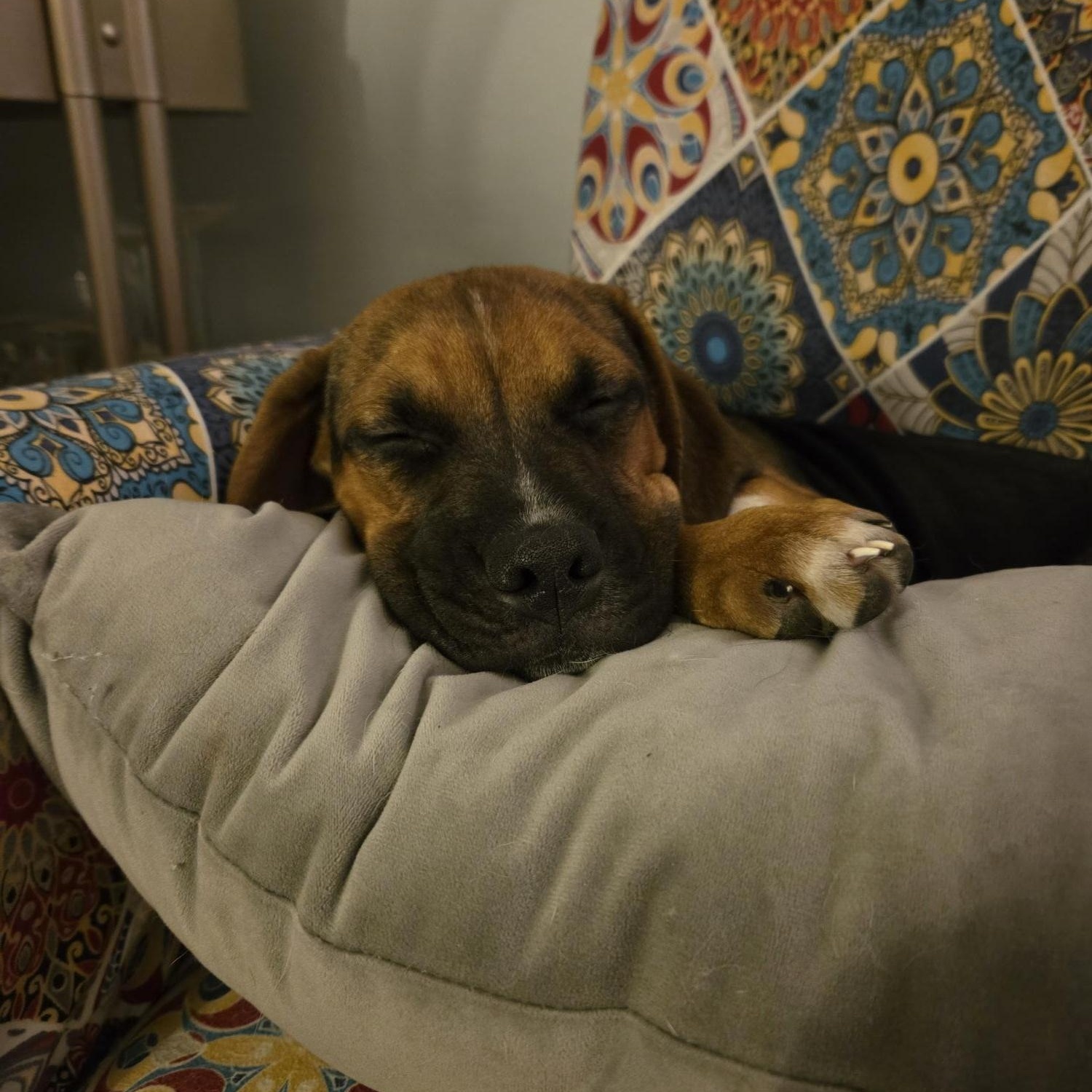 Laoise, a Adoptable Puggle in Racine, WI image 2/6