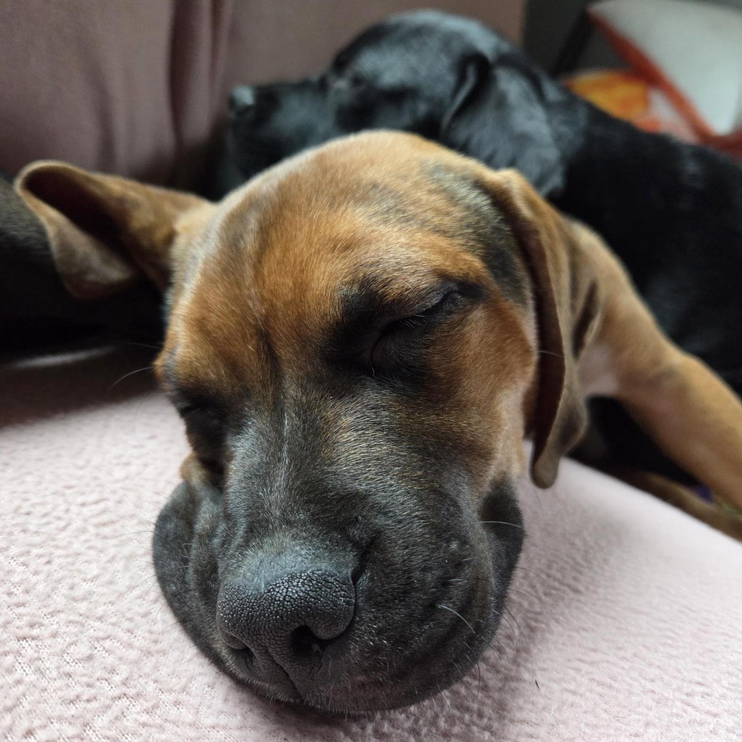 Laoise, a Adoptable Puggle in Racine, WI image 5/6