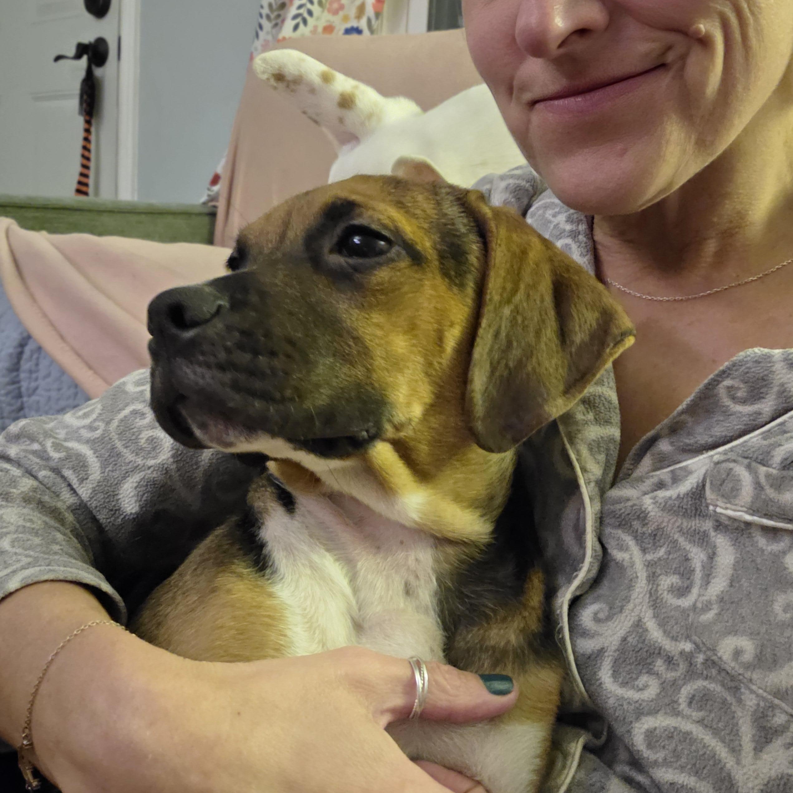 Laoise, a Adoptable Puggle in Racine, WI image 3/6