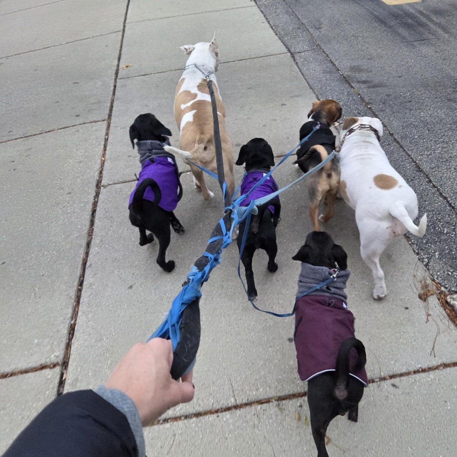 Laoise, a Adoptable Puggle in Racine, WI image 6/6