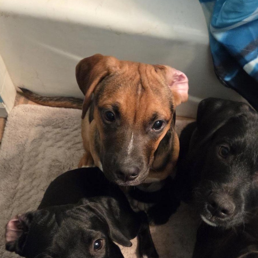 Laoise, a Adoptable Puggle in Racine, WI image 4/6