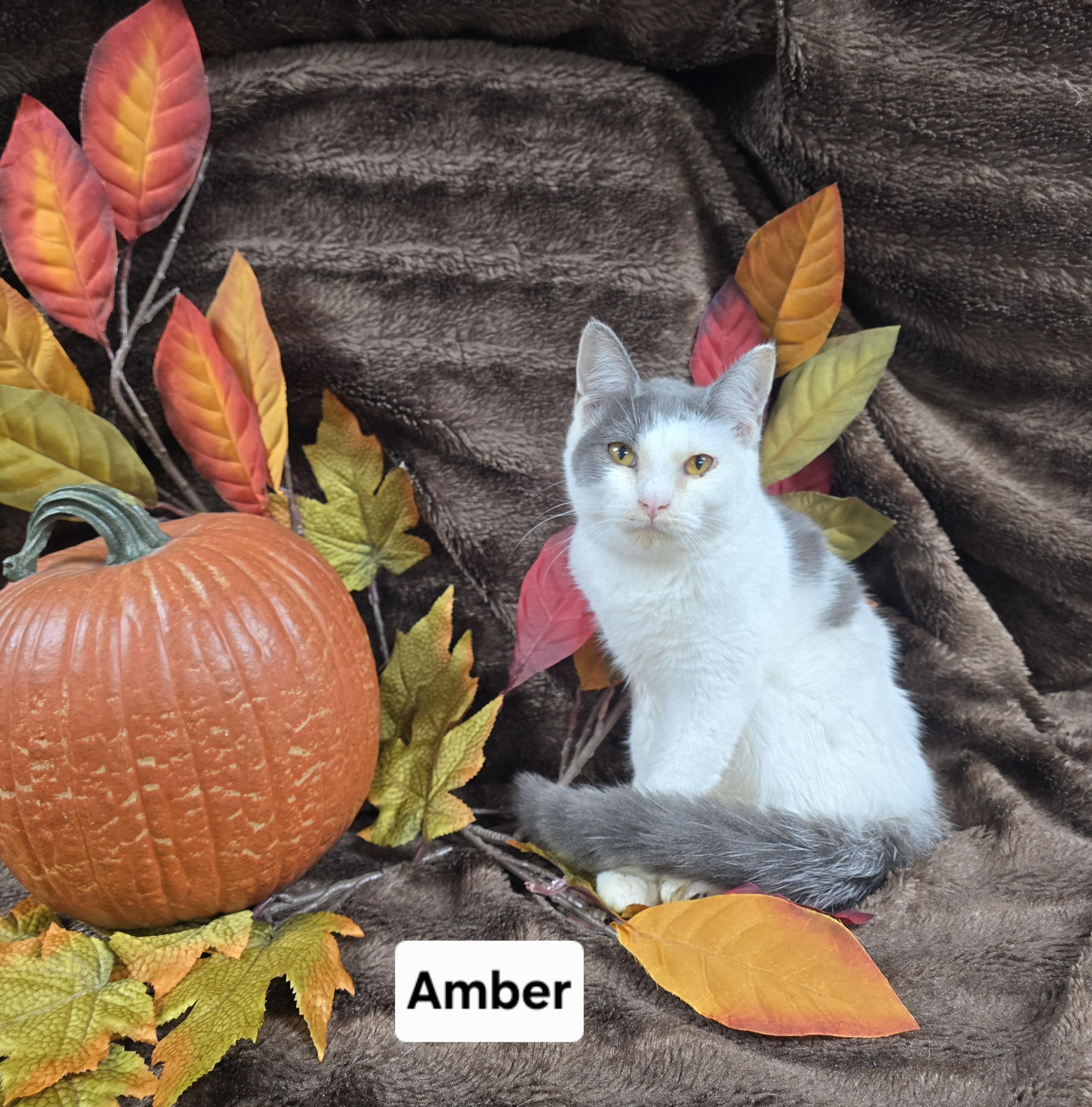 Enlarge Amber, a Adoptable Domestic Short Hair in Mount Carmel, IL image 1/1