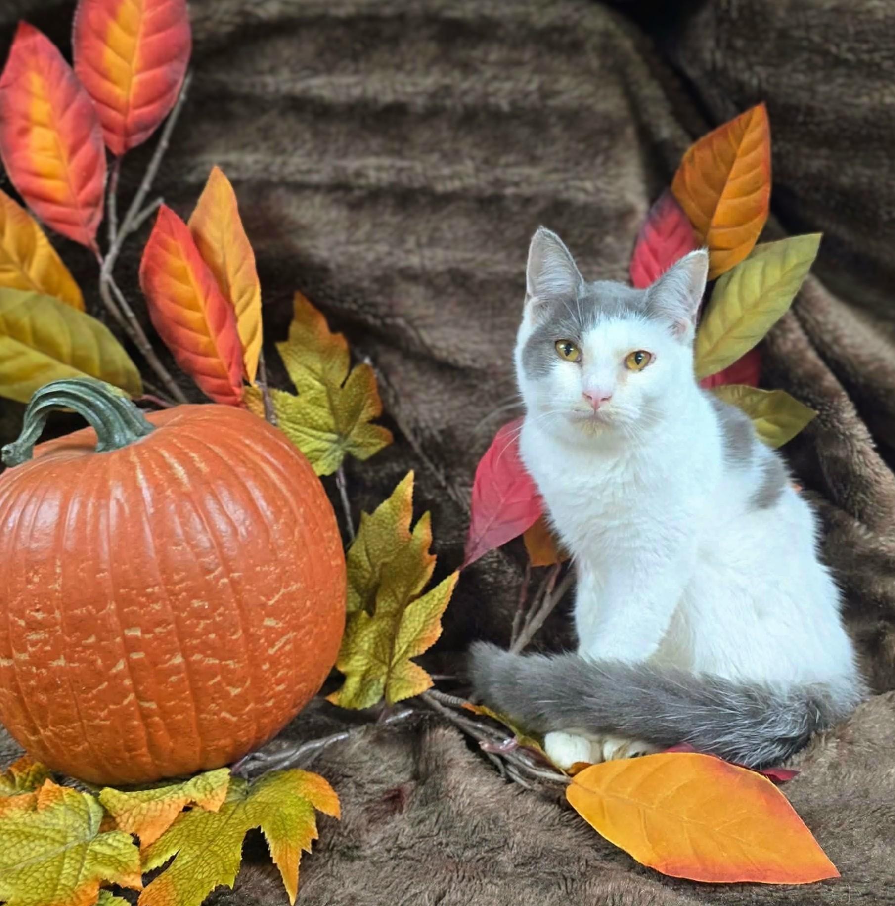 Amber, Adoptable, Young Female Domestic Short Hair.