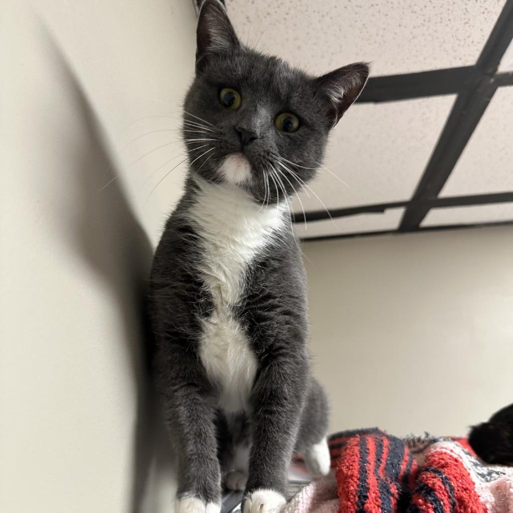 Enlarge Madison, a Adoptable Domestic Short Hair in Blue Ridge, GA image 1/3