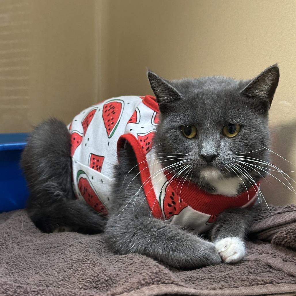 Enlarge Madison, a Adoptable Domestic Short Hair in Blue Ridge, GA image 2/3