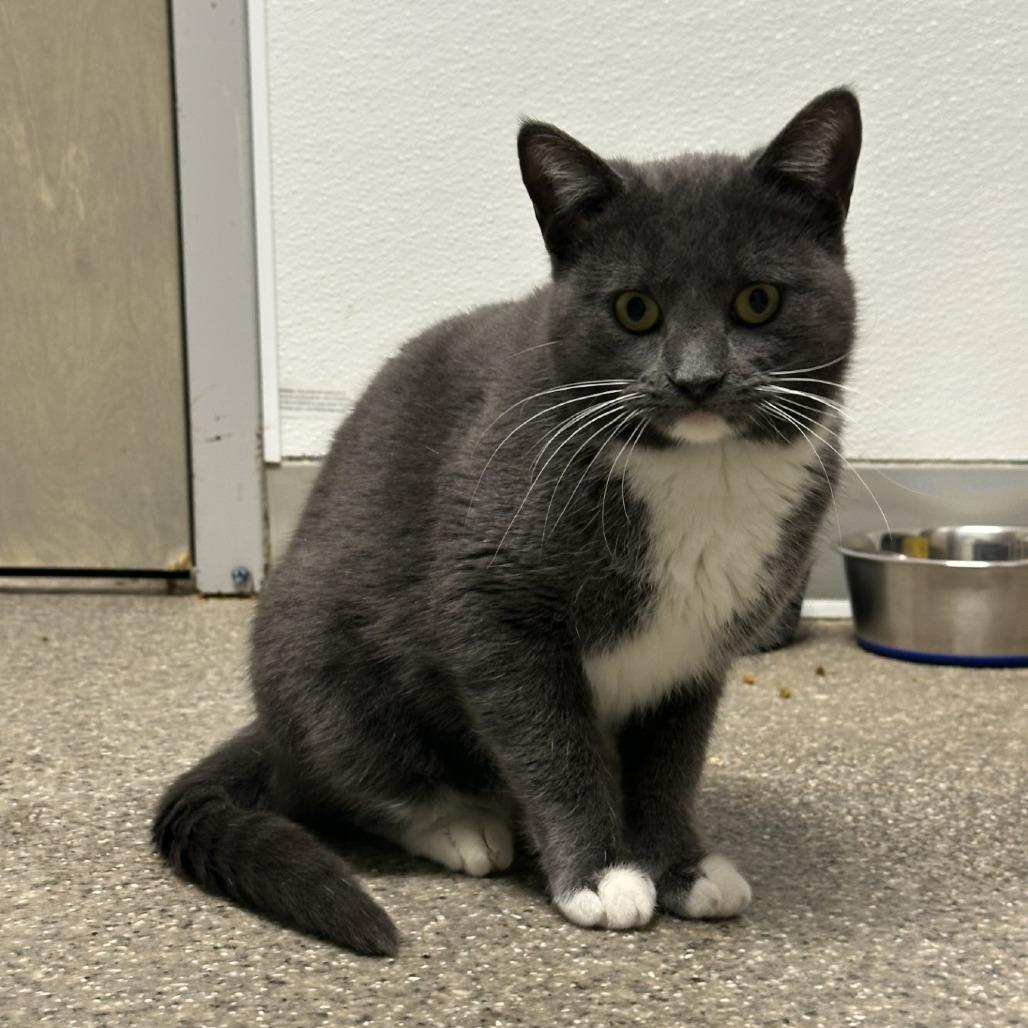 Enlarge Madison, a Adoptable Domestic Short Hair in Blue Ridge, GA image 3/3