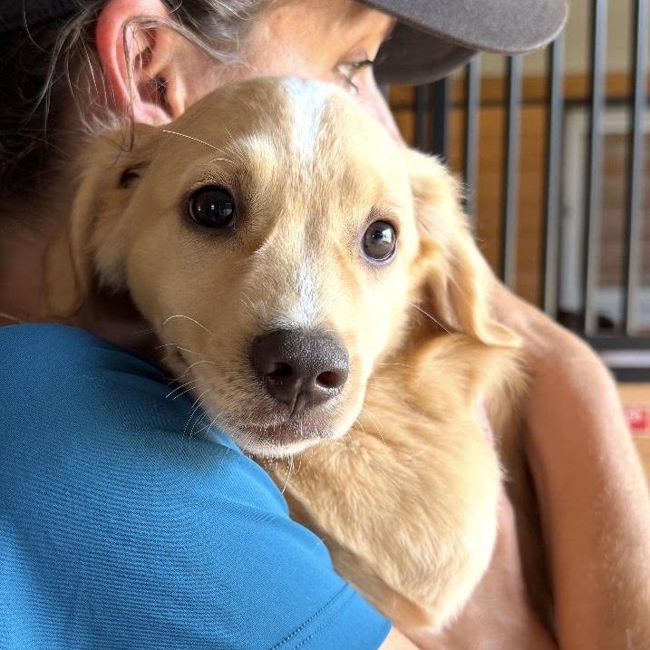 Alvin, Adopted, Young Male Spaniel.