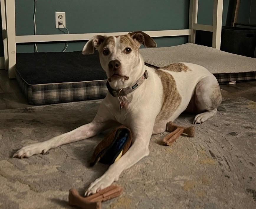 Indy, Adoptable, Adult Male Mixed Breed.